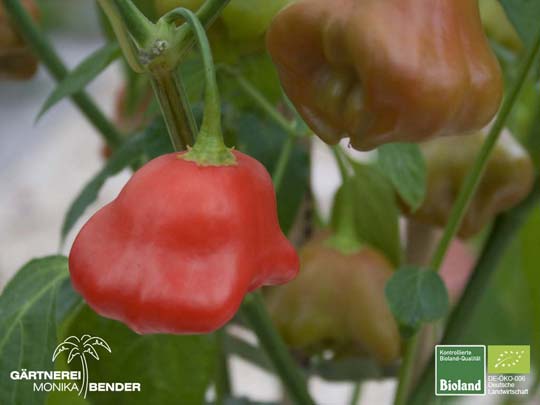 Glockenpaprika - Capsicum baccatum - Bioland