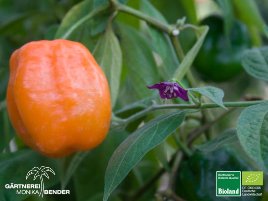 Rocoto la Palma - Capsicum pubescens | Bioland
