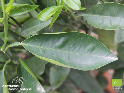 Orangenbäumchen (Citrus x aurantium) - Rundorange / Blondorange | BIO