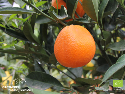 Orangenbäumchen (Citrus x aurantium) - Rundorange / Blondorange | BIO