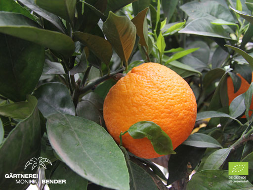 Orangenbäumchen (Citrus x aurantium) - Rundorange / Blondorange | BIO