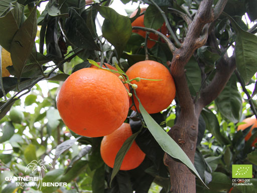 Orangenbäumchen (Citrus x aurantium) - Rundorange / Blondorange | BIO