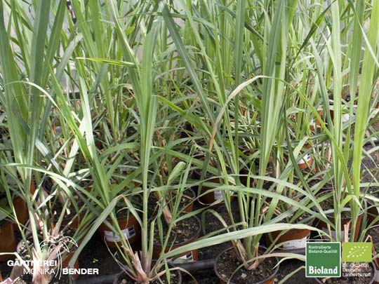 Cymbopogon citratus - Zitronengras | Bioland