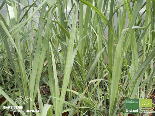 Cymbopogon citratus - Zitronengras | Bioland