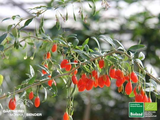 Goji-Pflanze (Lycium barbarum) - Chinesische Wolfsbeere - Níngxià gǒuqǐ | Bioland