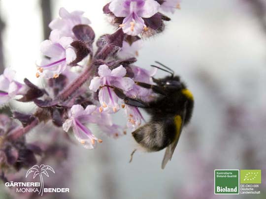 Ocimum kilimandscharicum x basilicum purpurascens