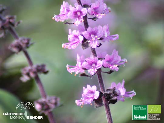 Ocimum kilimandscharicum x basilicum purpurascens