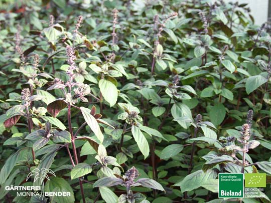 Ocimum kilimandscharicum x basilicum purpurascens