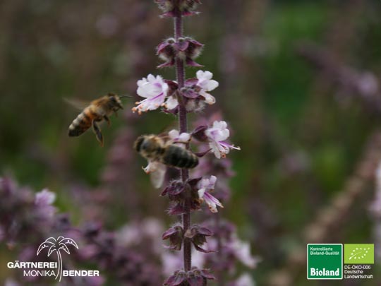 Ocimum kilimandscharicum x basilicum purpurascens