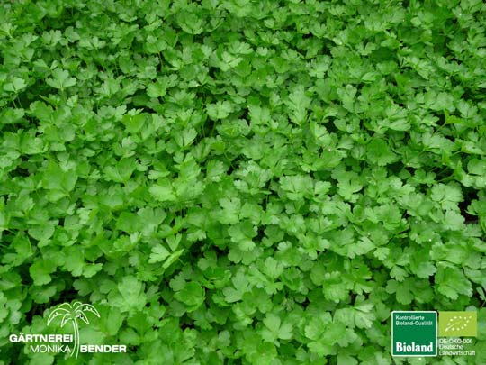 Petroselinum crispum