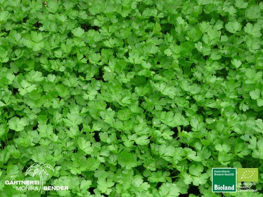 Petroselinum crispum