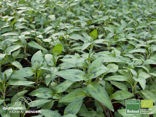 Polygonum odoratum Lour. - Vietnamesischer Koriander - Rau răm | Bioland