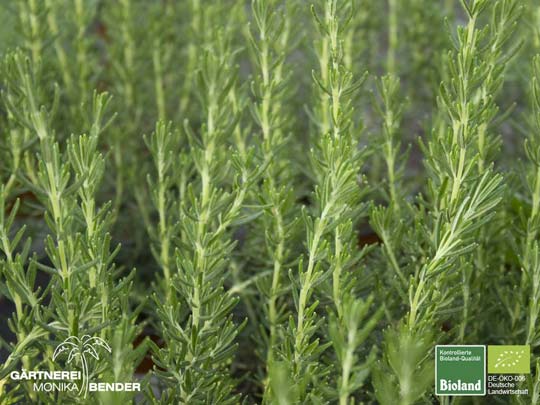 Rosmarinus officinalis