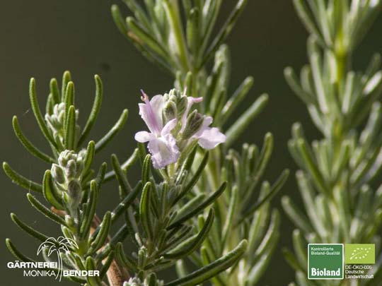 Rosmarinus officinalis