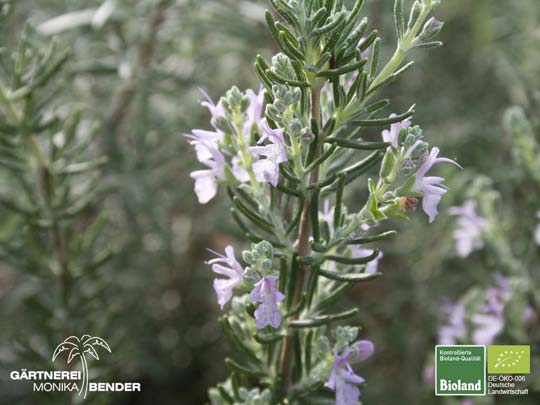 Rosmarinus officinalis