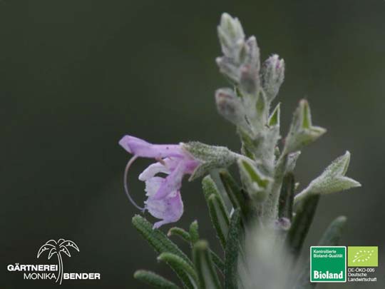 Rosmarinus officinalis