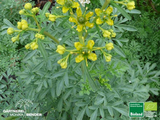 Ruta graveolens - Weinraute | Bioland