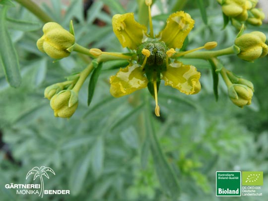 Ruta graveolens - Weinraute | Bioland