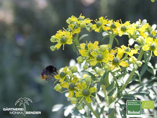 Ruta graveolens - Weinraute | Bioland