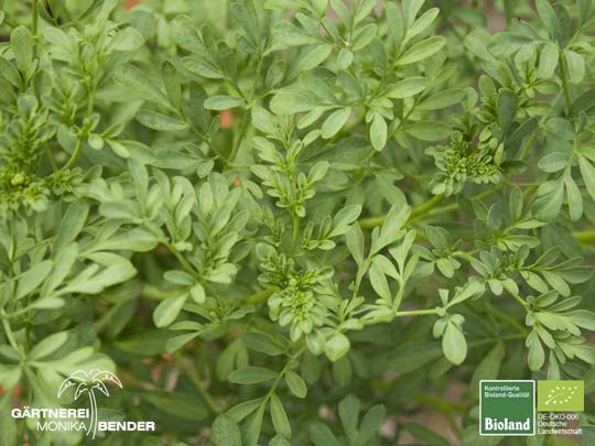 Ruta graveolens - Weinraute | Bioland