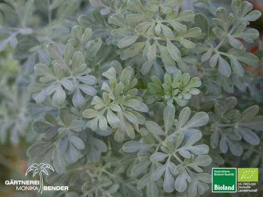 Ruta graveolens - Weinraute | Bioland