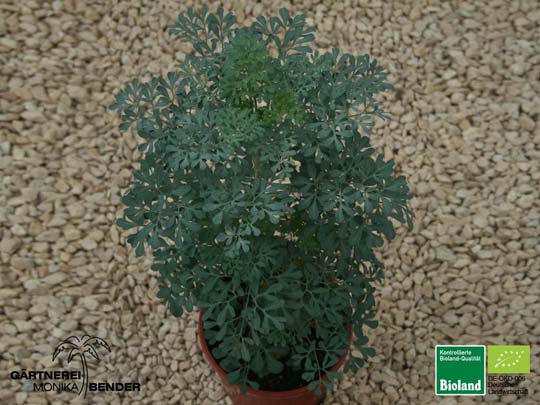 Ruta graveolens - Weinraute | Bioland