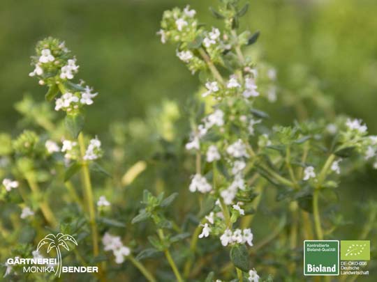 Thymus vulgaris - Gewürz-Thymian | Bioland
