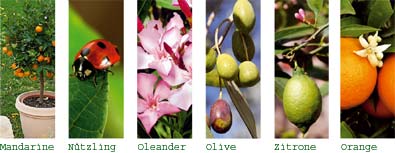 Kübelpflanzen - Überwinterung in Stuttgart