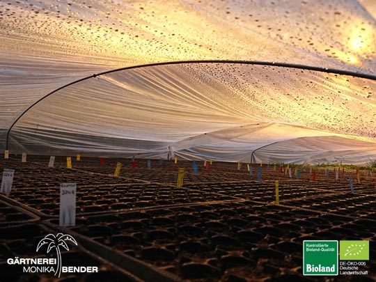 Generative Vermehrung Chilies aus eigener Selektion Generative Vermehrung Chilies aus eigener Selektion