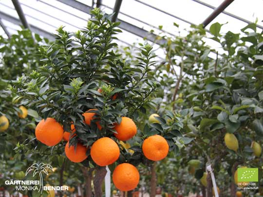 Chinotto-Bäumchen - Citrus aurantium var. myrtifolia | BIO
