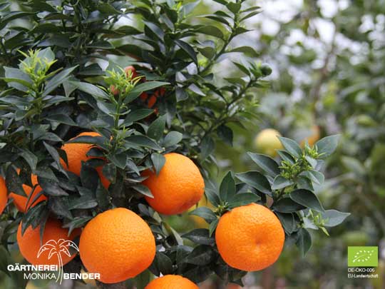 Chinotto-Bäumchen - Citrus aurantium var. myrtifolia | BIO