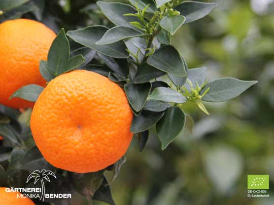 Blatt und Frucht der Chinotto - Citrus aurantium var. myrtifolia | BIO