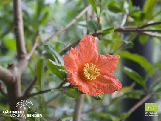 Bio Granatapfelbäumchen - Punica granatum - Blüte