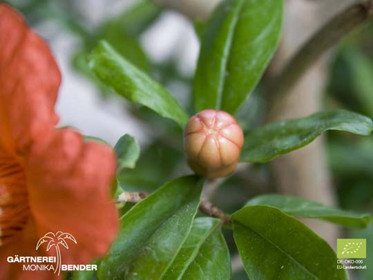 Bio Granatapfelbäumchen - Punica granatum - Knospe