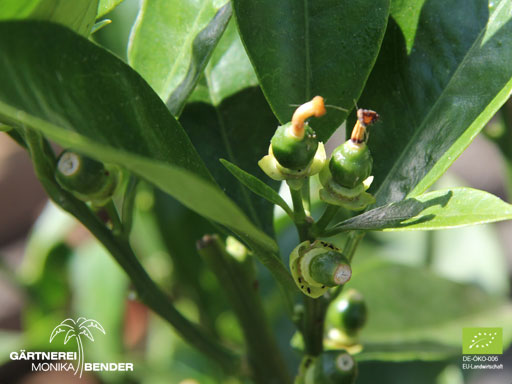 Fruchtansatz der Blutorangensorte