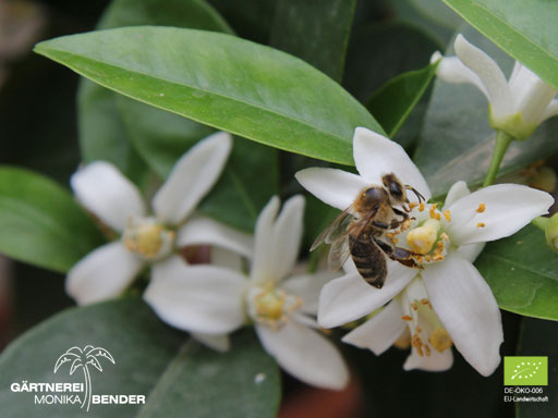 Orangenblüte der Blutorangensorte